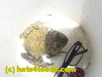 /home//u458753944/public_html/sourcegallery///////Roxborough Toad Detour/2023/2023-04-06/P4060690.JPG